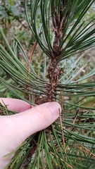 Pinus heldreichii