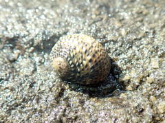 Nerita tessellata