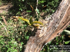 Campylocentrum micranthum