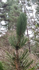 Pinus heldreichii