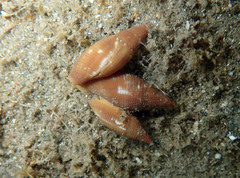 Probata barbadensis
