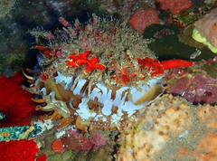 Spondylus americanus
