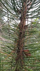 Pinus heldreichii