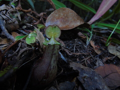 Nepenthes rhombicaulis