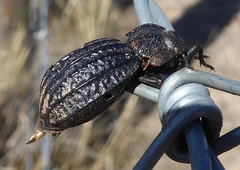 Philolithus sordidus