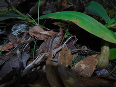 Nepenthes rhombicaulis