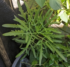 Kalanchoe laciniata
