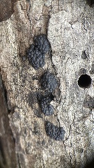 Rosellinia thelena