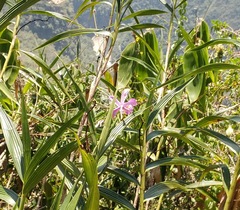 Sobralia dichotoma