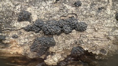 Rosellinia thelena