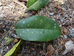 Diospyros candolleana