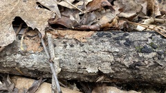 Rosellinia thelena