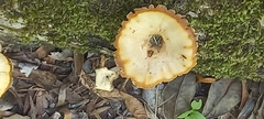 Lentinus sajor-caju