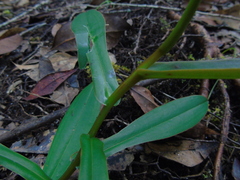 Nepenthes rhombicaulis