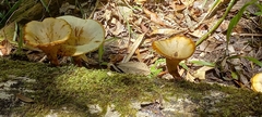 Lentinus sajor-caju