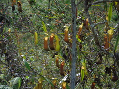 Nepenthes tobaica