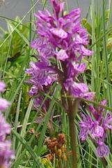 Dactylorhiza maculata