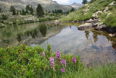 Dactylorhiza maculata
