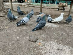 Columba livia domestica