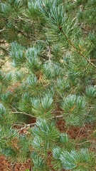 Pinus fenzeliana