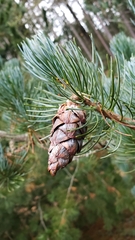 Pinus fenzeliana