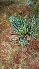 Pinus fenzeliana
