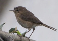 Phylloscopus canariensis