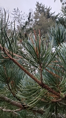 Pinus fenzeliana