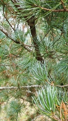Pinus fenzeliana