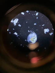Chydoridae