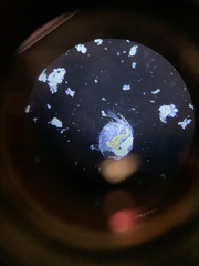 Chydoridae