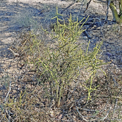 Koeberlinia spinosa