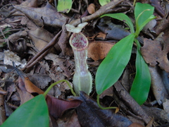 Nepenthes tobaica
