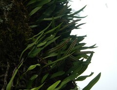 Microgramma squamulosa