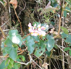 Begonia bracteosa