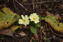 Primula vulgaris