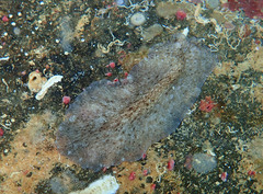 Pericelis cata