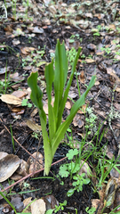 Chlorogalum pomeridianum