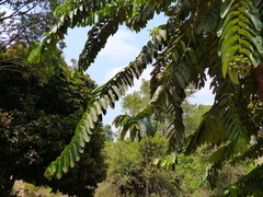 Duabanga grandiflora