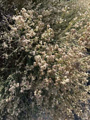 Baccharis sergiloides