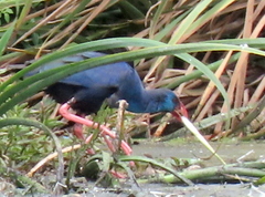 Porphyrio madagascariensis