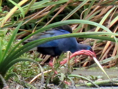 Porphyrio madagascariensis