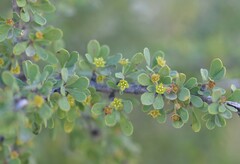 Condalia globosa