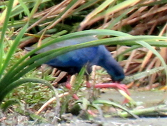 Porphyrio madagascariensis