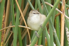 Acrocephalus gracilirostris