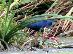 Porphyrio madagascariensis
