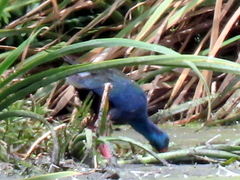 Porphyrio madagascariensis