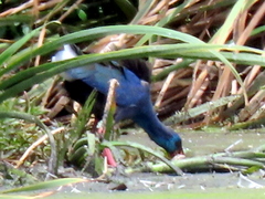 Porphyrio madagascariensis