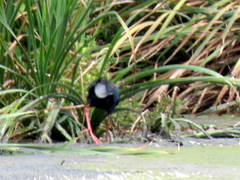 Porphyrio madagascariensis