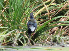 Porphyrio madagascariensis